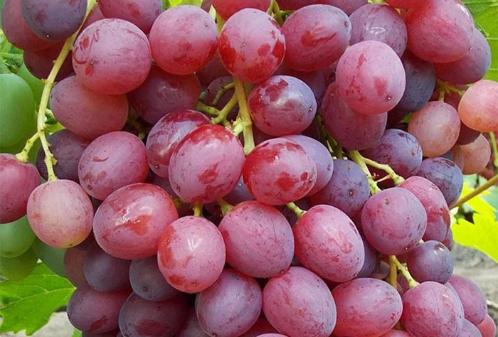 Виноград Велес (40 фото) &ndash; опис сорту, врожайність, посадка та догляд