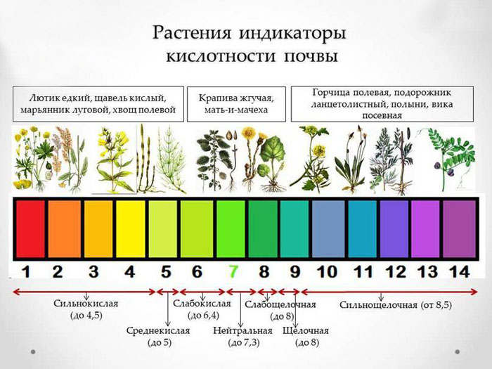 Як підкислити ґрунт &ndash; основні способи для лохини, гортензії, хвойних.