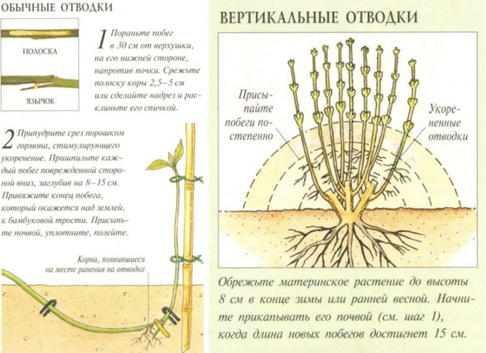 Фундук (ліщина) - як виростити горіх: сорти, посадка, догляд, розмноження