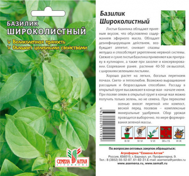 Як виростити базилік &ndash; сорти, вирощування прянощі від А до Я
