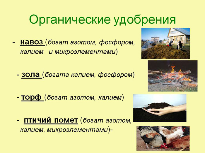 Підживлення розсади: коли та чим удобрювати розсаду для гарного росту