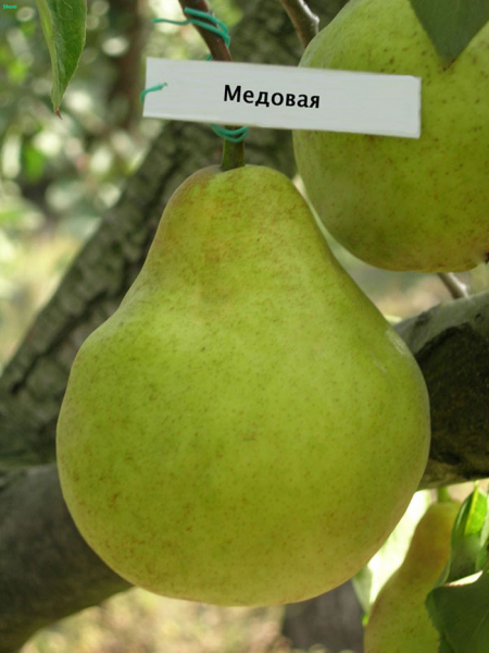 Груша медова (25 фото) &mdash; опис сорту та відгуки