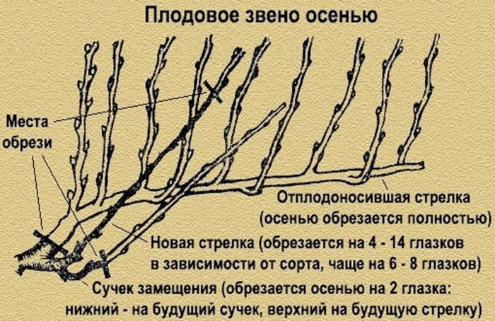 Обрізка винограду восени для початківців з фото – навіщо, коли та як
