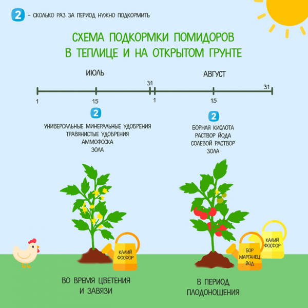 Підживлення томатів &ndash; чим і коли підгодовувати помідори: схеми та дозування
