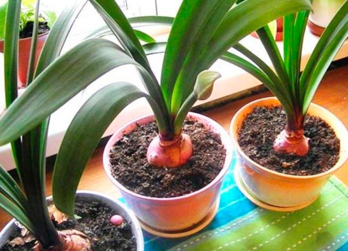 Амариліс та гіпоаструм (35 фото): цибулинні кімнатні рослини, які часто плутають