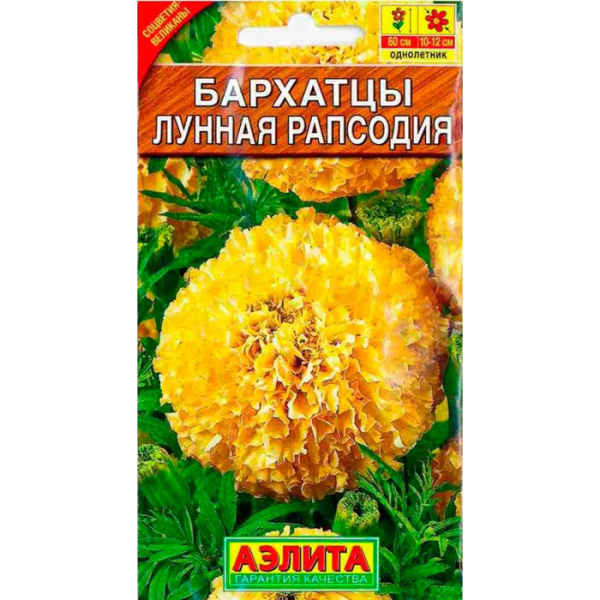Чорнобривці (70 фото) — сорти, вирощування та догляд за найкориснішою квіткою