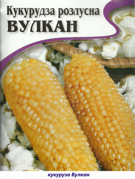 Сорти кукурудзи &ndash; 42 найкращі сорти кукурудзи 2024 з описом та фото