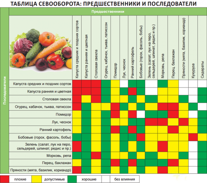 Посадка часнику восени 2024 року: коли та як його посадити