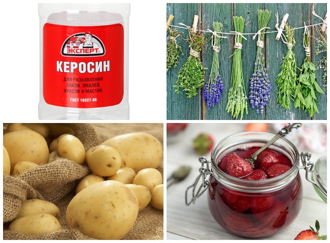 10 ефективних способів боротьби з мурахами у теплиці