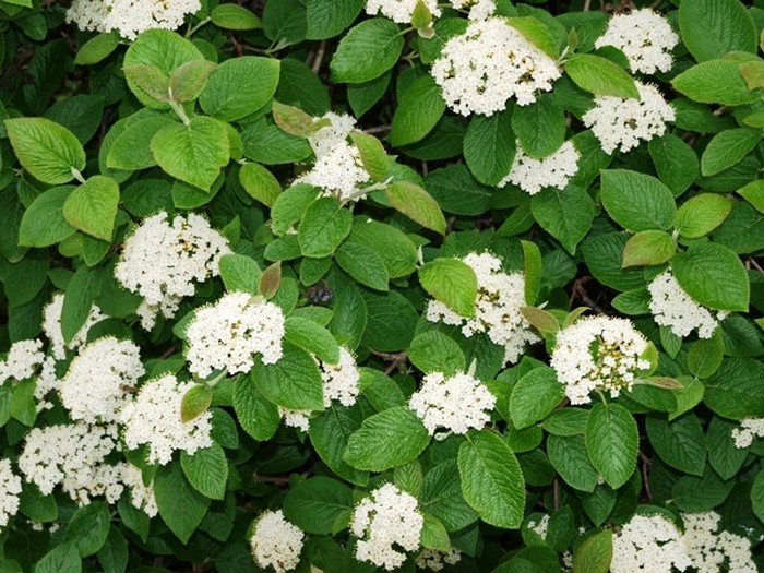 Калина (47 фото): сорти, посадка та догляд