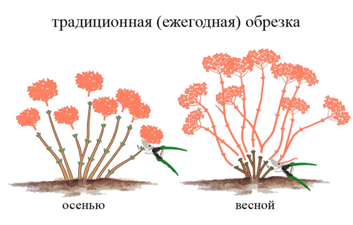 Обрізка гортензії — восени, навесні, схеми обрізки для волотистої, деревоподібної, крупнолистої гортензії