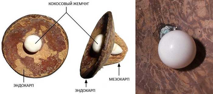 Де і як ростуть кокоси (40 фото), сорти, смак, вирощування та застосування