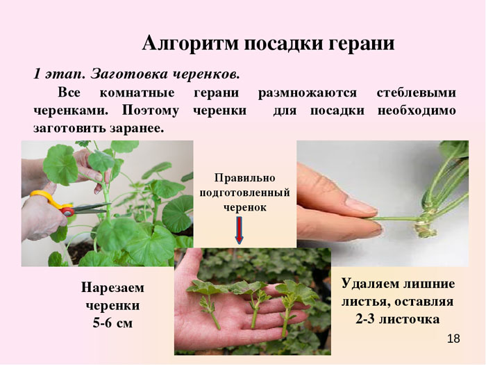 Герань або Пеларгонія (130 фото) — як правильно посадити та доглядати в домашніх умовах
