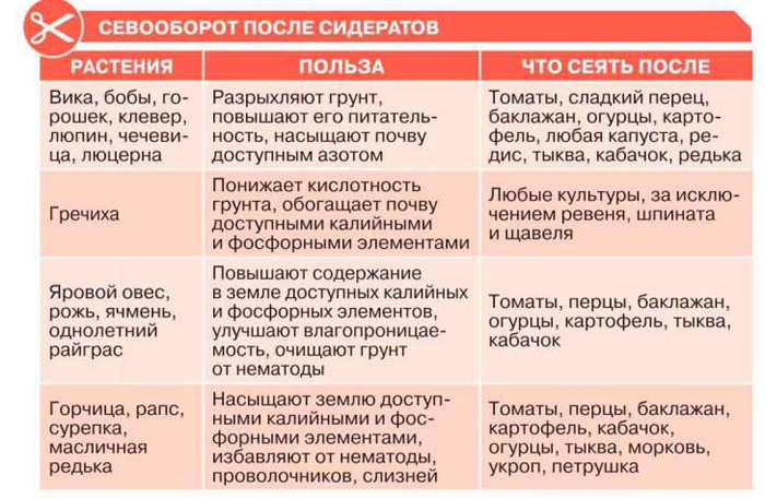 Гірчиця як сидерат (20 фото): властивості для городу, коли посіяти та перекопувати