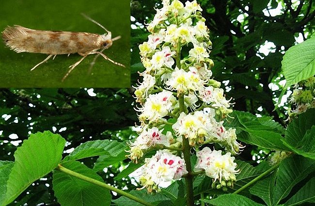 12 способів, як позбутися молі народними засобами