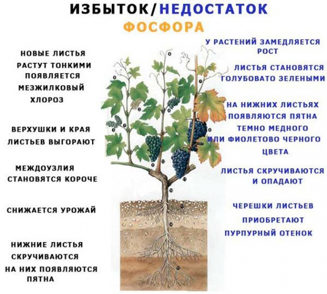 Добриво суперфосфат (40 фото) - що це, склад, інструкція із застосування