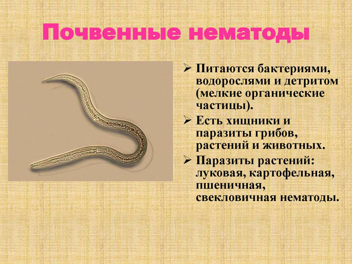 Квітка нарцис від &laquo;А&raquo; до &laquo;Я&raquo; &mdash; опис, сорти, посадка та догляд