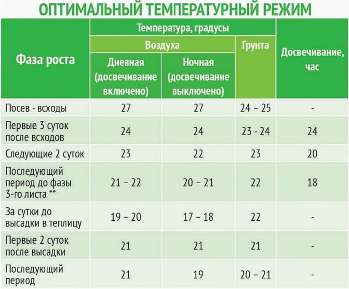Розсада огірків - все від А до Я як легко виростити міцну розсаду огірків
