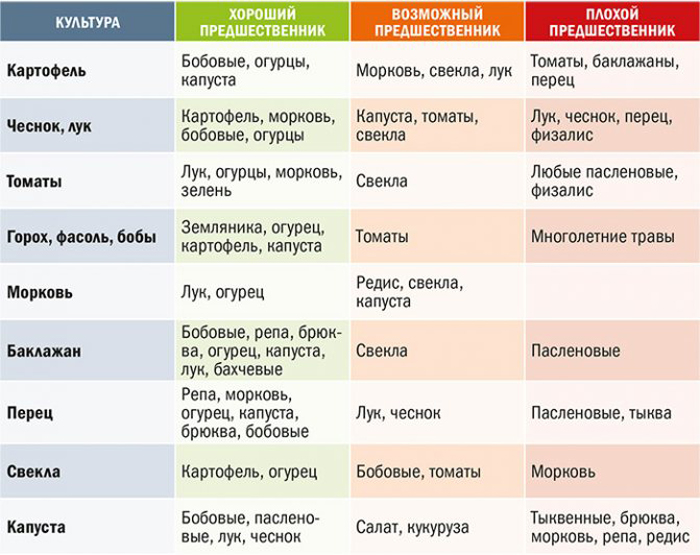 Як виростити часник (30 фото) - правила вирощування ярого та озимого часнику.