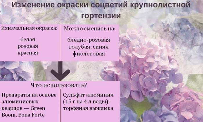 Гортензія (100 фото): опис, сорти, вирощування у відкритому ґрунті та домашніх умовах