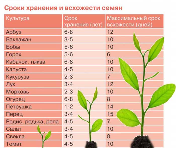 Розсада огірків - все від А до Я як легко виростити міцну розсаду огірків