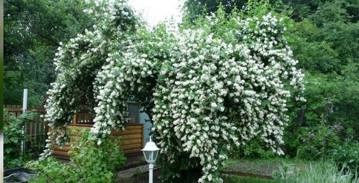 Чубушник (50 фото): опис, сорти та види, догляд для пишного цвітіння