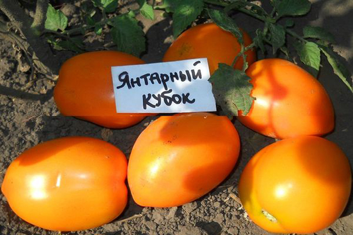 Індетермінантні сорти томатів