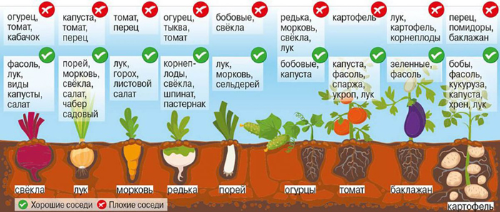 Коли і як садити моркву в 2024 році - терміни та технологія посадки