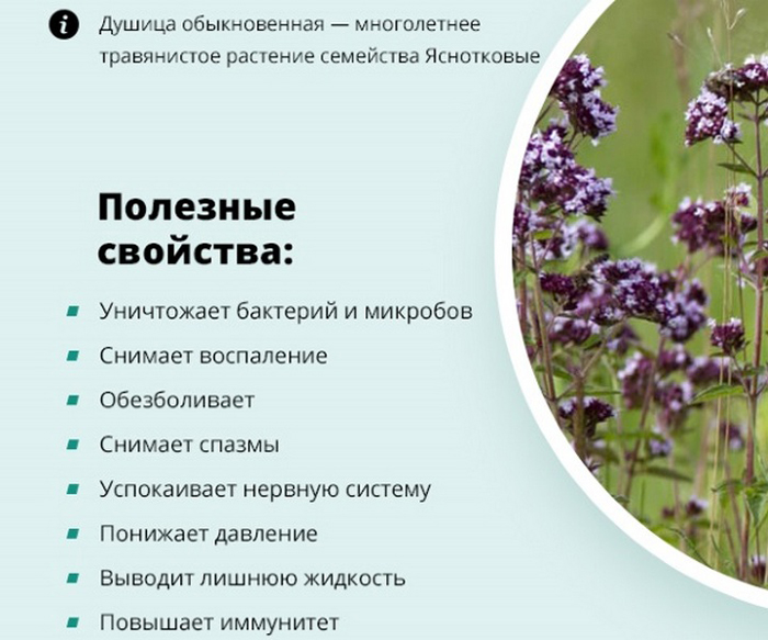 Трава материнка звичайна (орегано) – 40 фото, сорти, властивості, вирощування, застосування