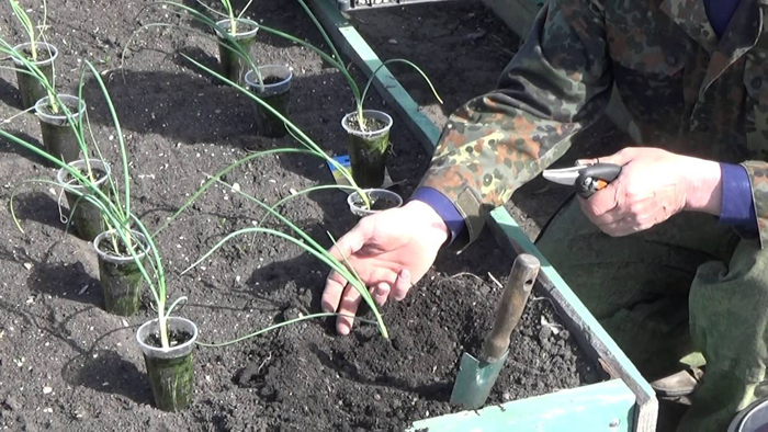 Коли сіяти цибулю Ексибішен і як правильно це робити для багатого врожаю