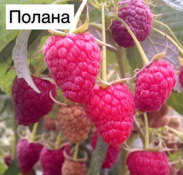 Великоплідна малина &ndash; ТОП 10 сортів 2024 року
