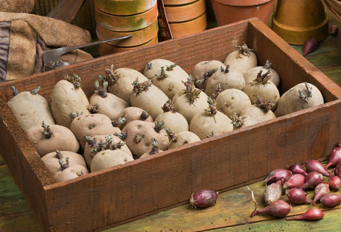 Картопля синьоока (25 фото) &mdash; опис сорту, посадка та догляд