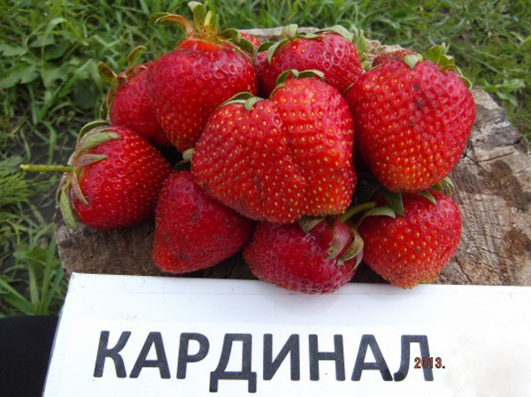 Коли саджати полуницю в Україні у 2024 році