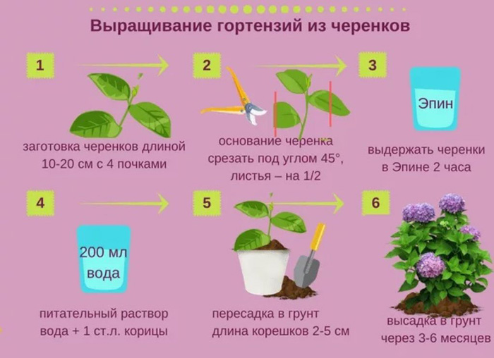 Крупнолиста гортензія (100 фото): опис, сорти, посадка та догляд