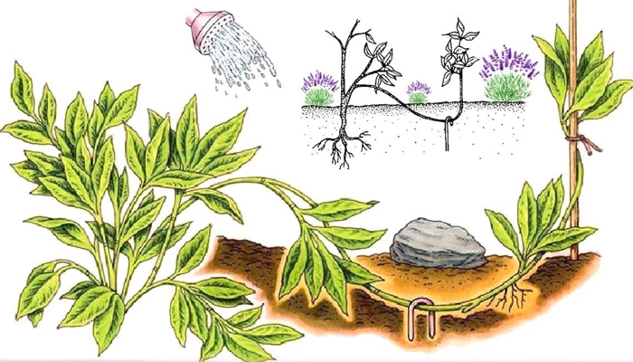 Лаванда (55 фото) — сорти та види, посадка, догляд, обрізка, розмноження