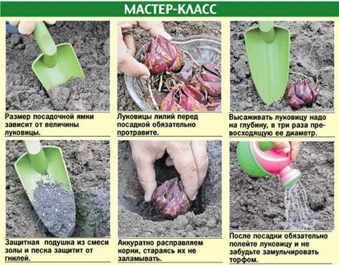 Посадка лілій: коли, де, як саджати лілії + бонус: найкращі сорти (15 фото)