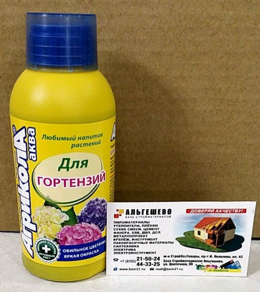 Крупнолиста гортензія (100 фото): опис, сорти, посадка та догляд