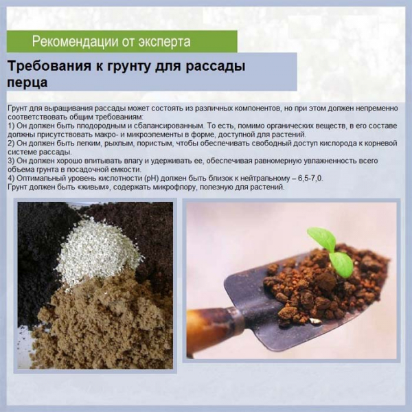 Пікування перцю &ndash; все від А до Я як і коли пікірувати розсаду