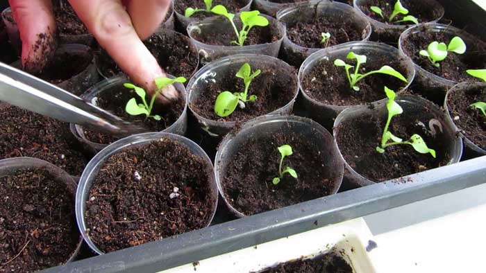 Пікірування петуній - коли і як правильно пікірувати розсаду