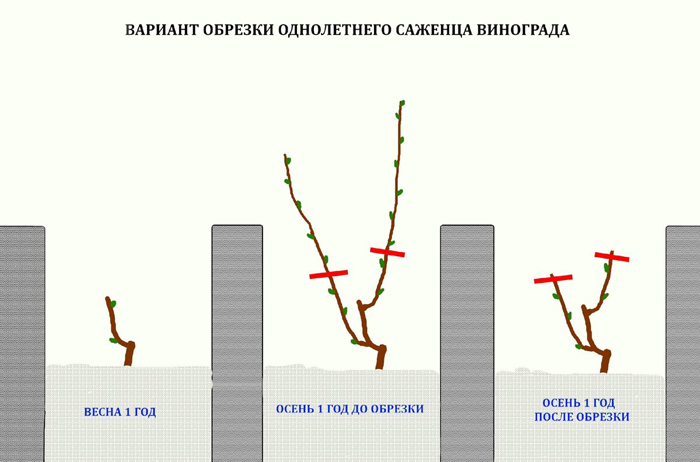 Обрізка винограду навесні, інструкція для початківців &ndash; навіщо, коли та як