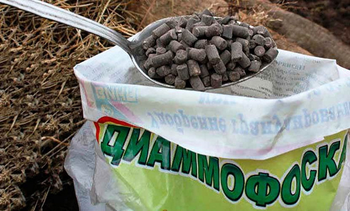 Підживлення томатів &ndash; чим і коли підгодовувати помідори: схеми та дозування