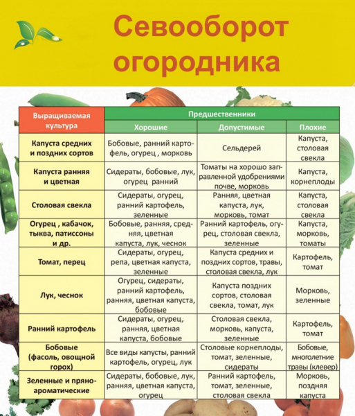 Капуста Парел &mdash; опис сорту, фото, вирощування в Україні.