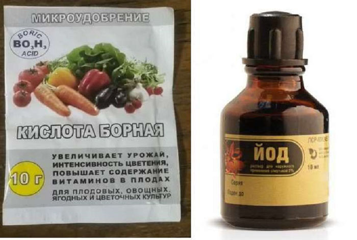 Фітофтора на помідорах у теплиці та відкритому ґрунті: методи боротьби