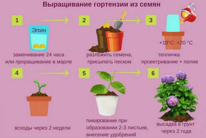 Гортензія (100 фото): опис, сорти, вирощування у відкритому ґрунті та домашніх умовах