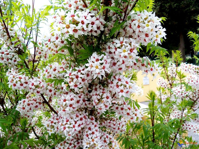 Види горіхів &mdash; 37 назв з фото та описом