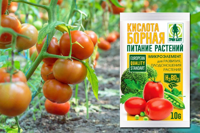 Борна кислота для томатів: як застосовувати для збільшення врожаю