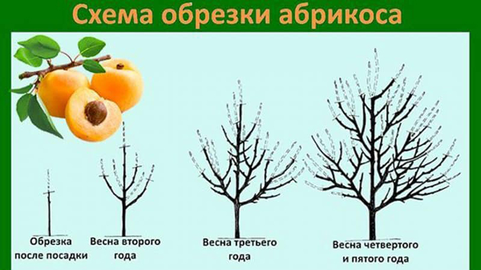 Червонощокий абрикос (35 фото): опис сорту, посадка та догляд