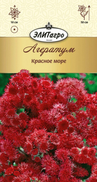 Агератум (40 фото) &mdash; опис, посадка та догляд