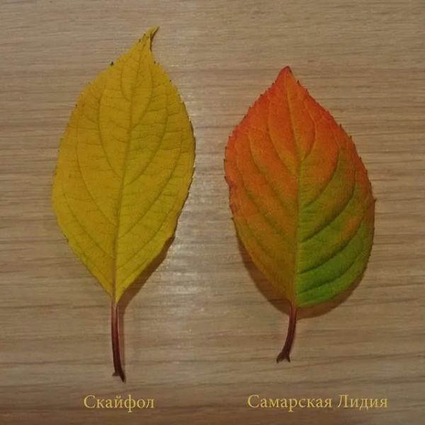 Гортензія Самарська Лідія (65 фото) — опис сорту, посадка та догляд