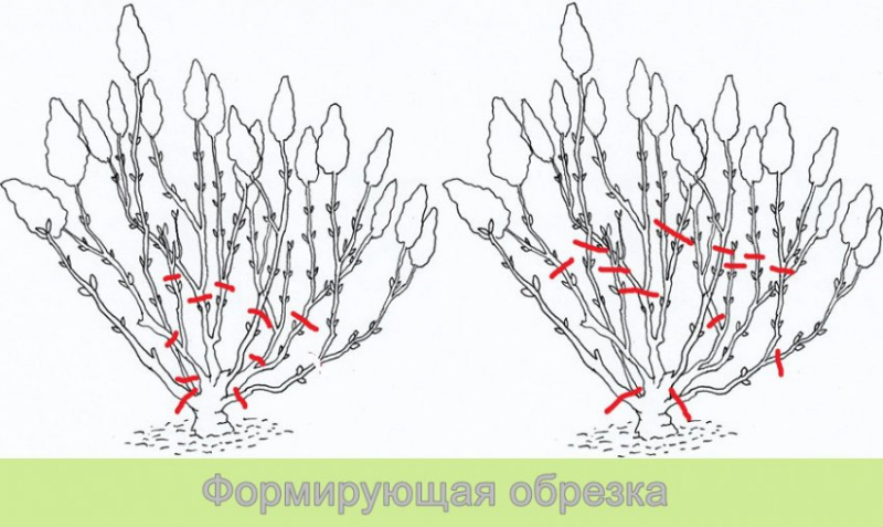 Обрізка гортензії — восени, навесні, схеми обрізки для волотистої, деревоподібної, крупнолистої гортензії